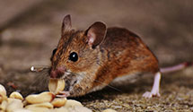 24 Hour & Emergency Exterminators in Havre, MT